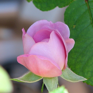 Halvány-, lilásrózsaszín-, csinos-, enyhén illatos virágok képviselője.